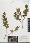 Foto von Salix pentandra L.